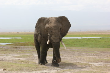 Fototapeta na wymiar Kenya Wildlife