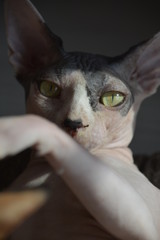 Canadian Sphynx Cat Gaze