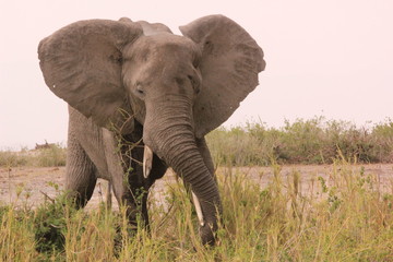 Fototapeta na wymiar Kenya Wildlife