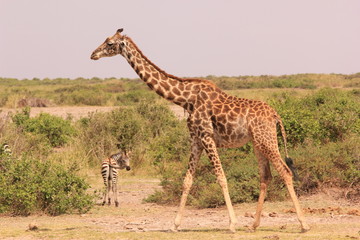 Kenya Wildlife