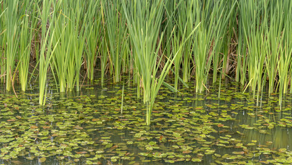 Développement durable