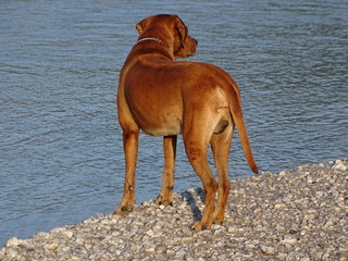 Hund (Rhodesian ridgeback) bei Wasser
