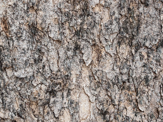 tree texture