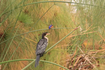 Kenya Wildlife