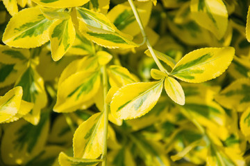 Fortune's spindle (Euonymus fortunei) in garden. Detail of emerald golden leaves of wintercreeper.  Close up of yellow and green leaves on springtime