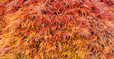 Japanischer Ahorn mit orangefarbigem Herbstlaub