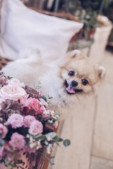 beautiful friendly Pomeranian Pomeranian with flowers