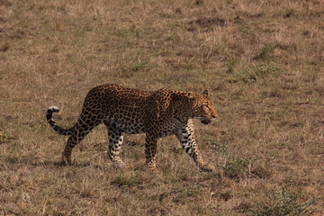 Kenya Wildlife