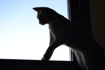 Gato en la ventana © Dario