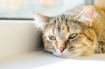 Portrait of a resting domestic cat on a white windowsill. Lazy cat lays near the window