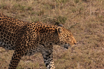 Kenya Wildlife