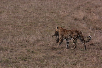 Kenya Wildlife