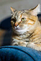 Portrait of a domestic cat on a white windowsill. Cat lays near the window close-up