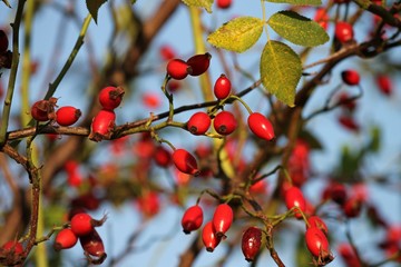 rote Hagebutten im Herbst