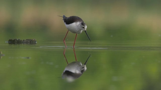 Black-winged stilt - ungraded footage