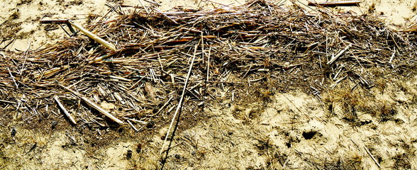 Pieces of dry cane and sand