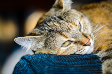 The cat fell apart on the arm of the blue armchair. Cat resting on the couch and getting ready to sleep