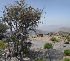 Montagne d'Oman
