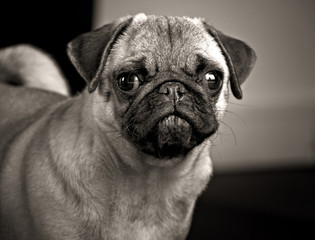 Mops in schwarz-weiß