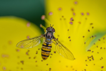 Fly