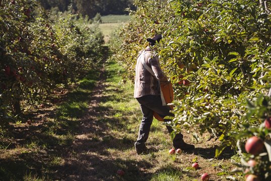 Farmer collecting apples in apple orchard