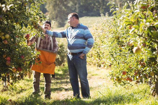 Farmer interacting with coworker in apple orchard