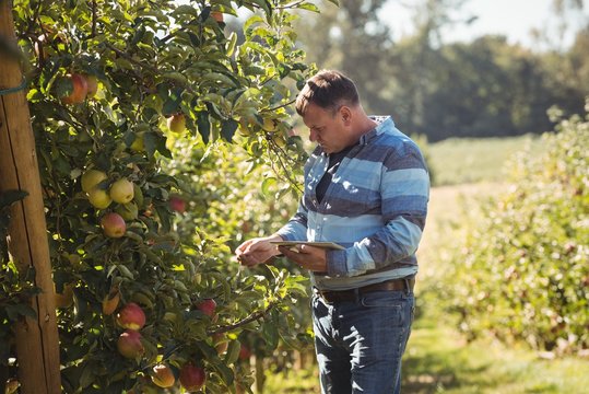 Farmer using digital tablet in apple orchard