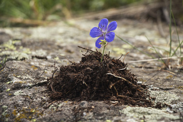 the pursuit of life