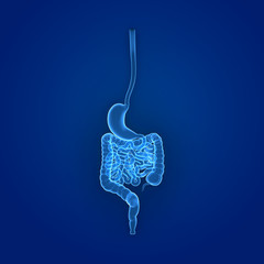 Stomach and intestine posterior view