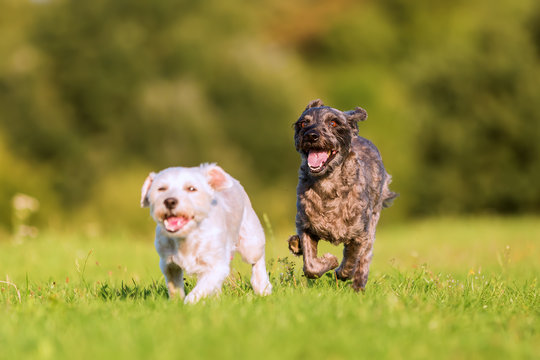 two terrier hybrid dogs running on the meadow