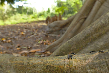 Hormiga bala (Paraponera clavata)