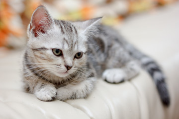 Adorable young cat laying on the chair.