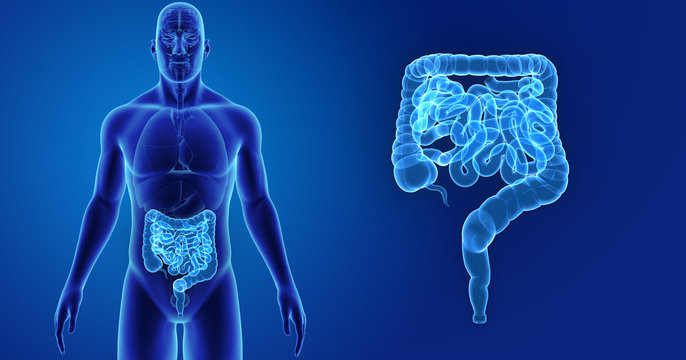 Intestine zoom with organs anterior view