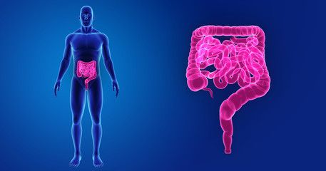 Intestine zoom with body anterior view