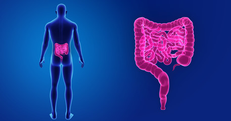 Intestine zoom with body posterior view