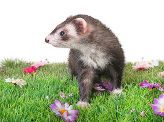ferret in studio