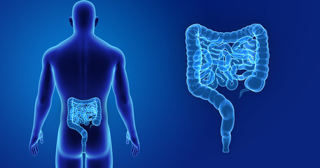 Intestine zoom with body posterior view