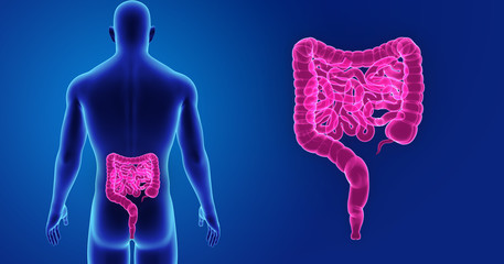 Intestine zoom with body posterior view