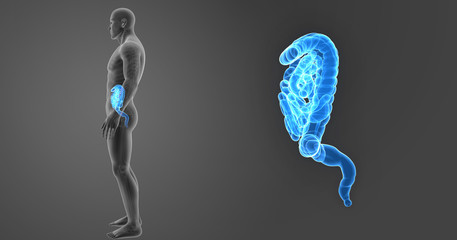 Intestine zoom with skeleton lateral view