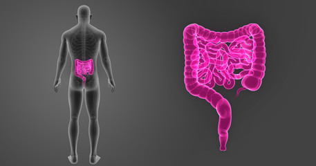 Intestine zoom with skeleton posterior view