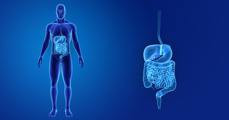 Digestive system zoom with organs anterior view