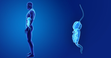 Digestive system zoom with organs lateral view