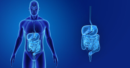Digestive system zoom with organs anterior view