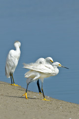 Garceta nivea (egretta thula)
