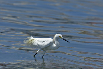 Garceta nívea (Egretta thula)