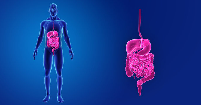 Digestive system zoom with organs anterior view