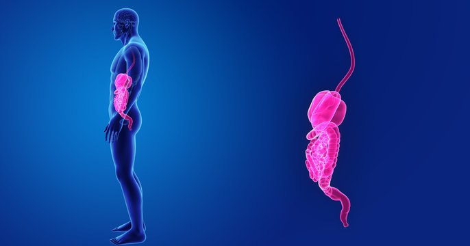 Digestive system zoom with organs lateral view