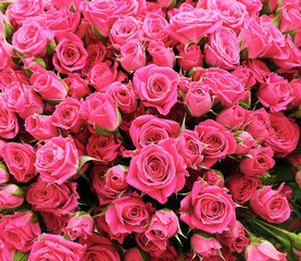 Bunch of bright romantic pink roses