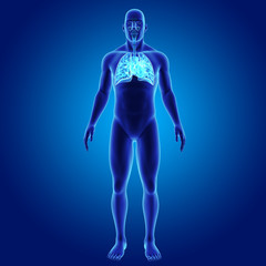Lungs and Heart with body anterior view