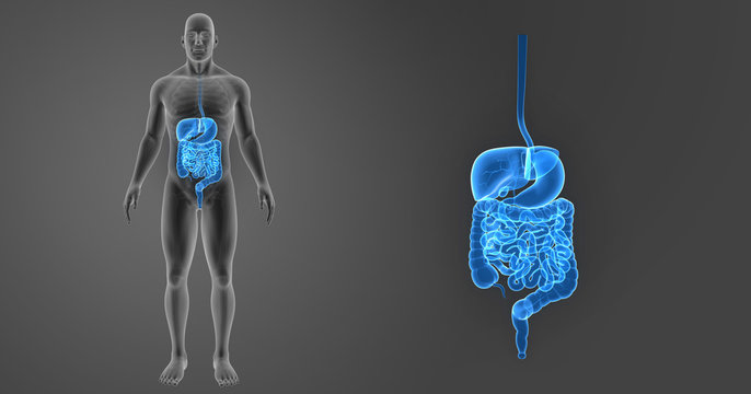 Digestive system zoom with skeleton anterior view